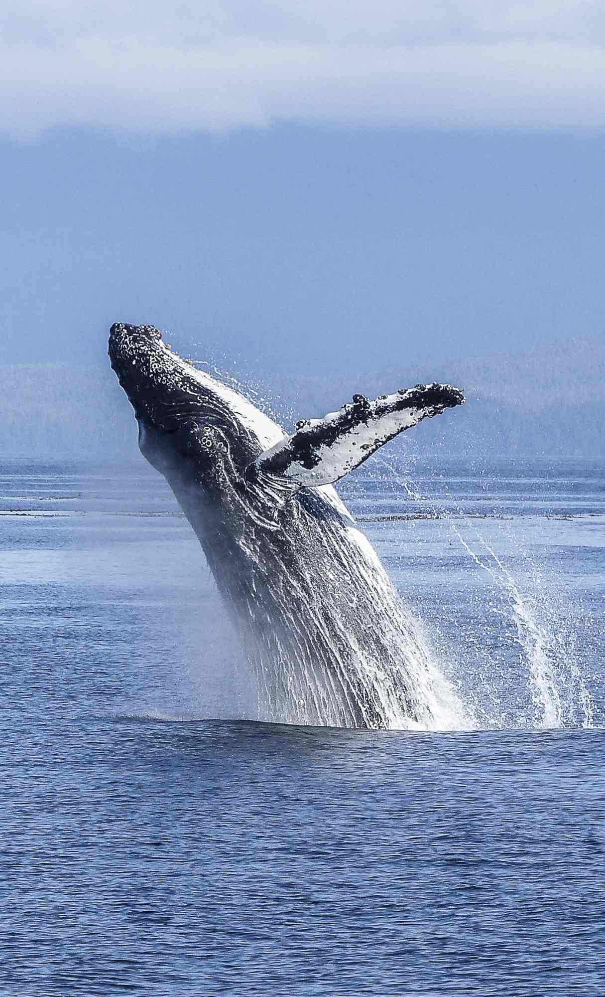 ocean wallpaper